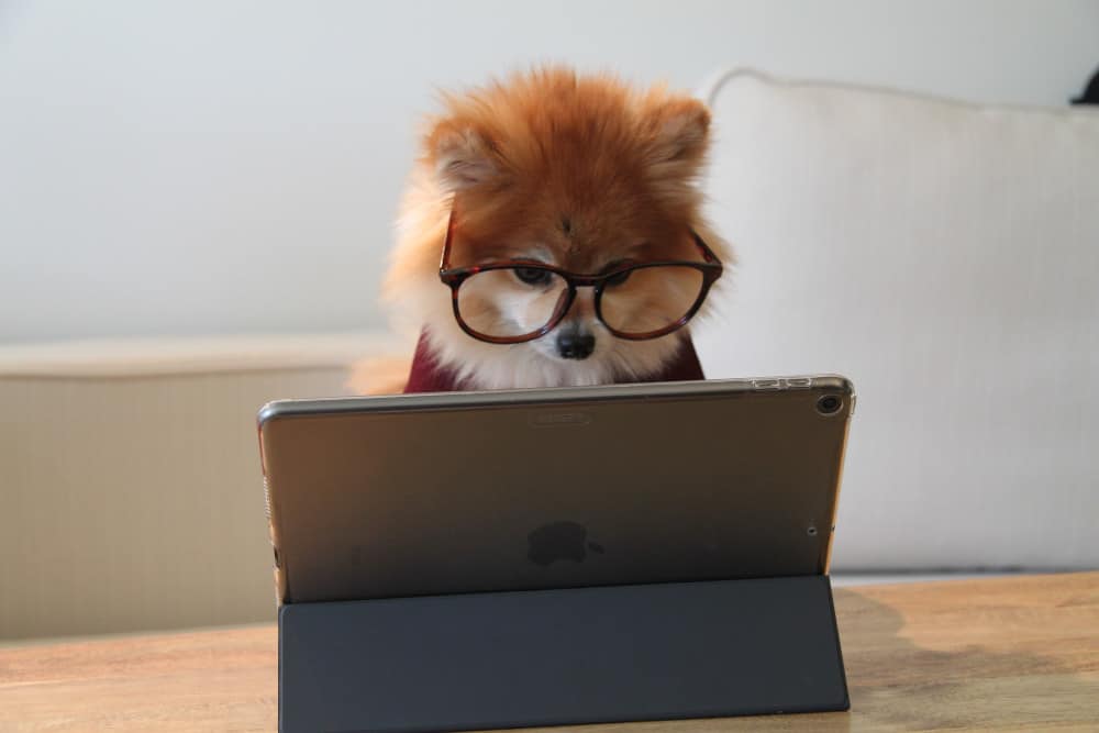 A dog at an iPad