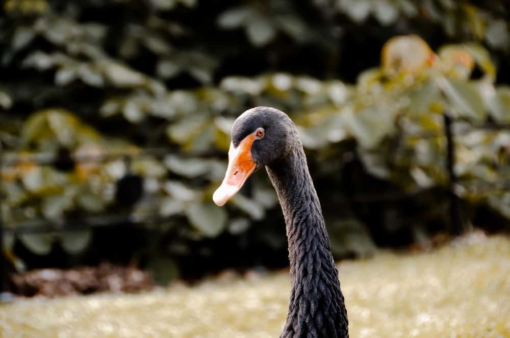 This is a black swan